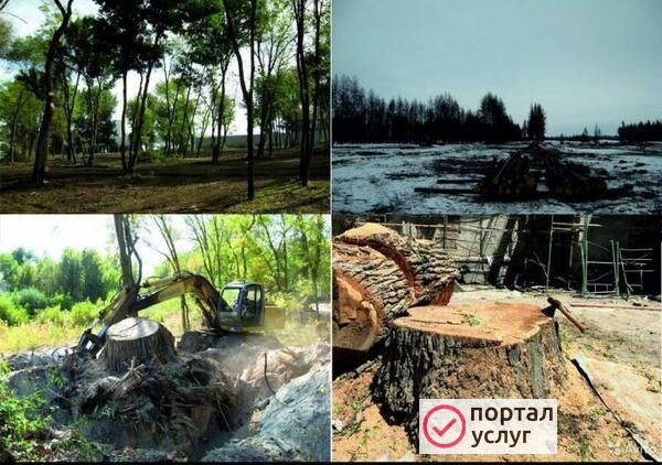 Фото Спил обрезка деревьев