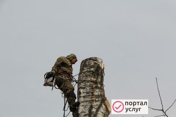 Фото Спилить Удалить Срубить дерево в Зарайске