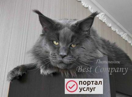 Фото Вязка с котом
