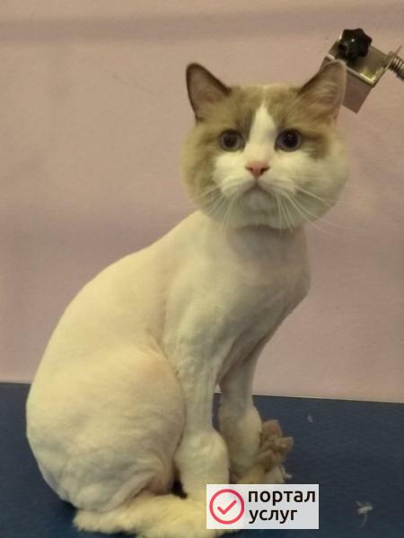 Фото Услуги грумера: стрижка кошек и котов