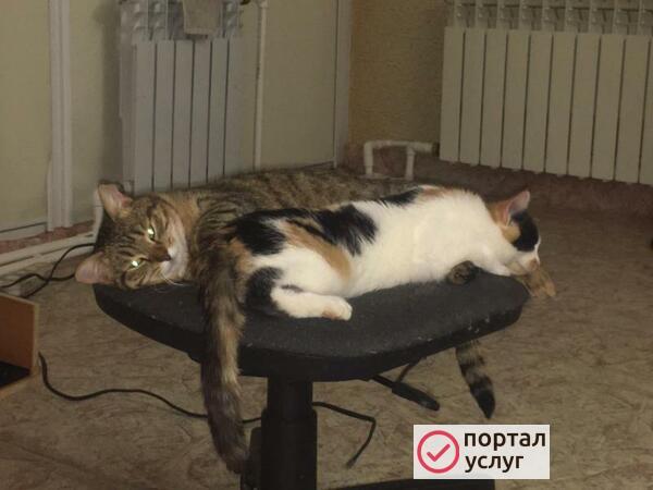 Фото Передержка кошек