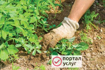 Фото Прополка вручную