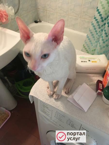 Фото Вязка кошки