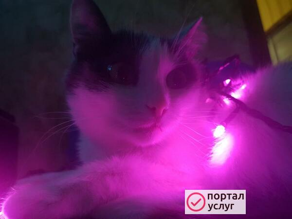 Фото Любая помощь с животными 