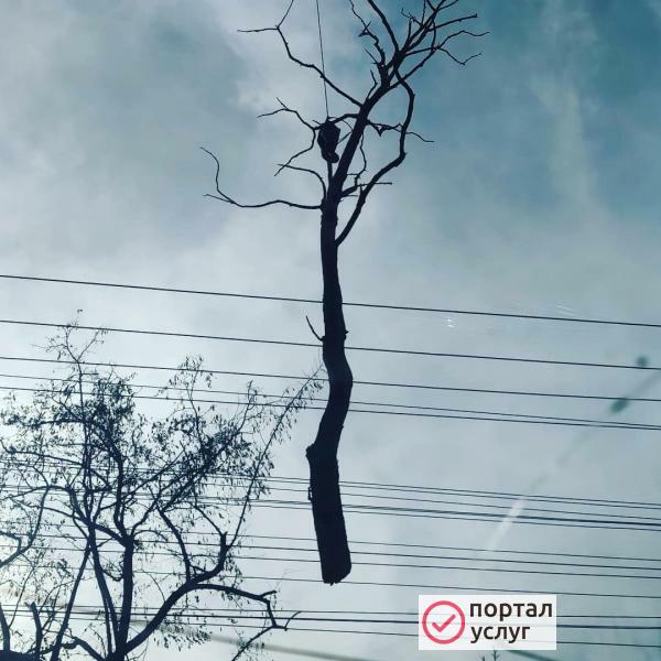 Фото Спил деревьев в Бахчисарае!