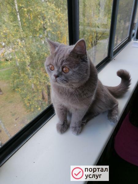 Фото вязка кошек