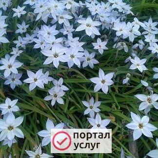 Фото Луковицы ифейона для сада