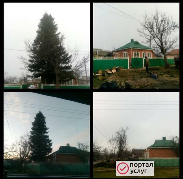 Фото Спил деревьев