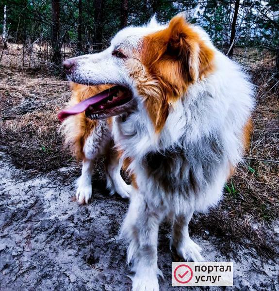 Фото Выгул собак