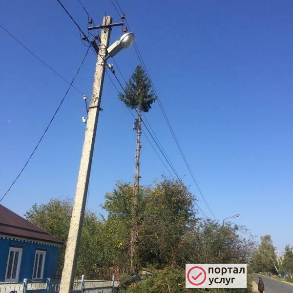 Фото Спил деревьев  