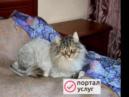 Фото Передержка для кошек