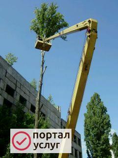 Фото Спилить(спил) удалить дерево в Великом Новгороде