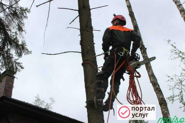 Фото Спил деревьев