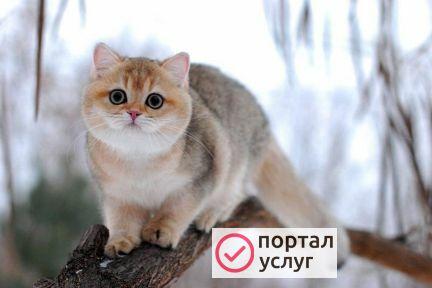 Фото Присмотр за животным