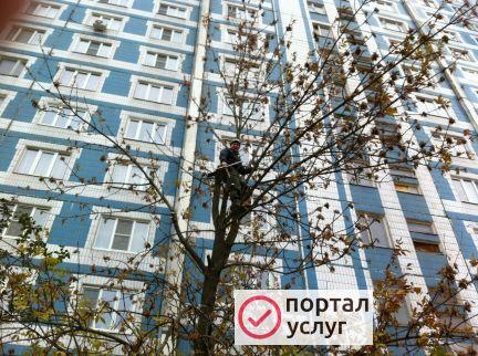 Фото Спил деревьев