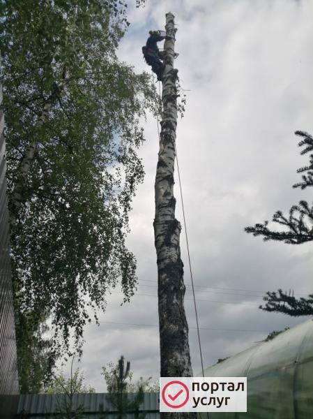 Фото Спил деревьев