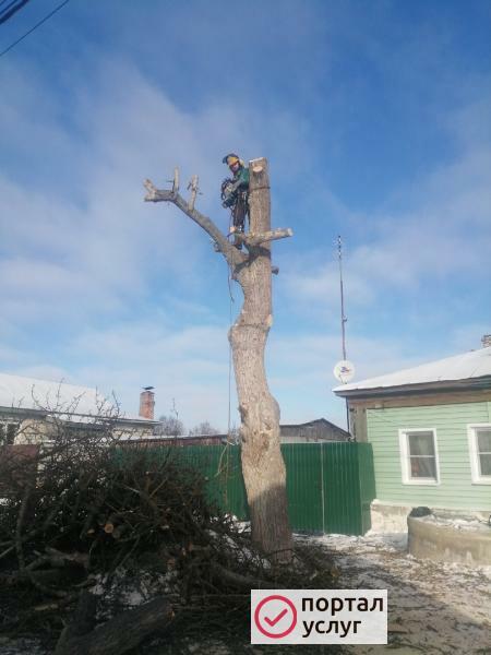 Фото Спил деревьев