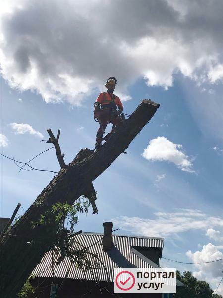 Фото Спил деревьев