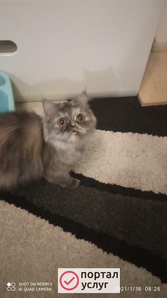 Фото Вязка кота