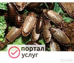 Фото мраморный таракан