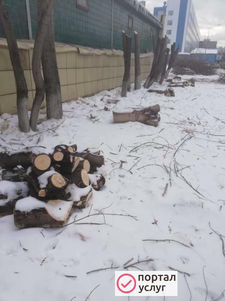 Фото Спил деревьев