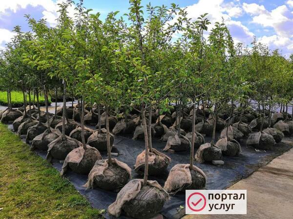 Фото Озеленение