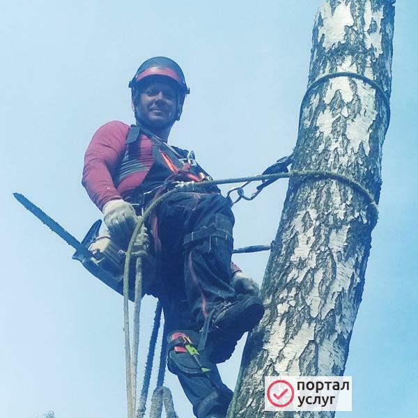 Фото Удаление деревьев