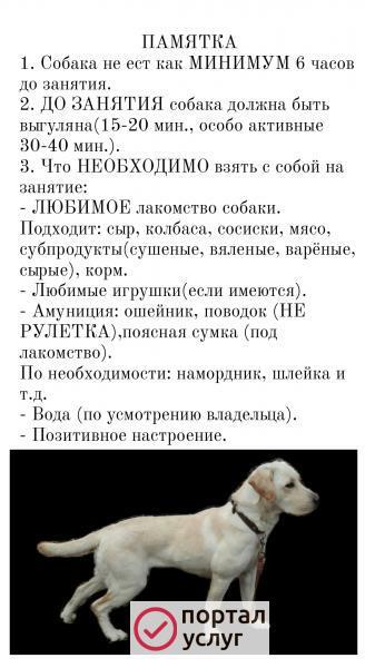 Фото Дрессировка собак