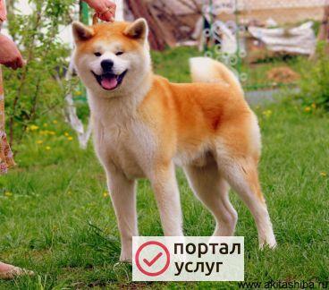 Фото Выгул собак