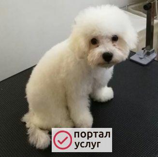 Фото Стрижка собак и кошек