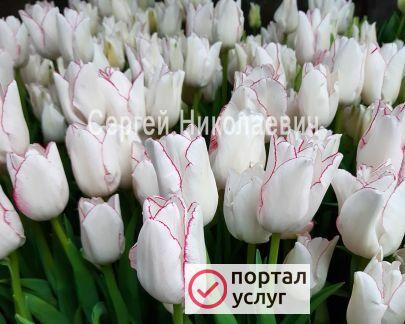 Фото Тюльпаны