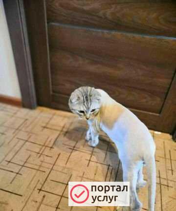 Фото Груммер