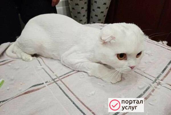 Фото Стрижка кошек и собак