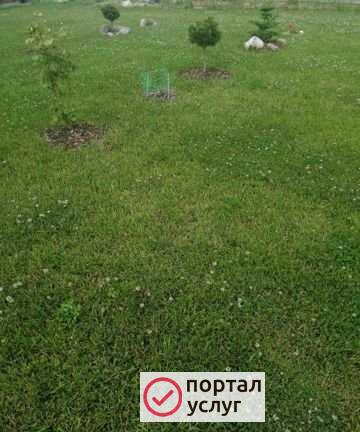 Фото Газон