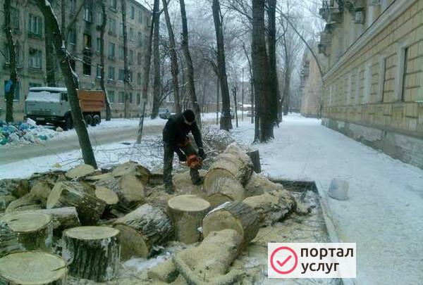Фото Спил и вывоз деревьев