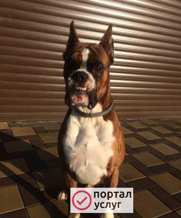 Фото Боксёр Вязка