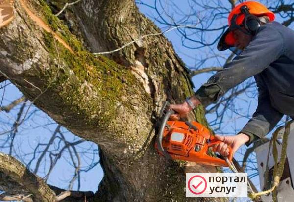 Фото Опиловка, валка, распил деревьев
