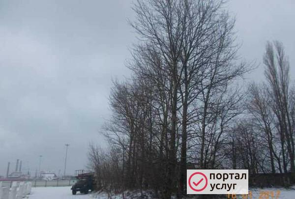 Фото Спилить дерево