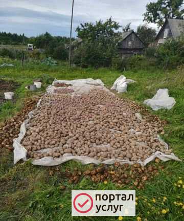 Фото Продам картофель