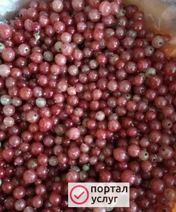 Фото Смородина