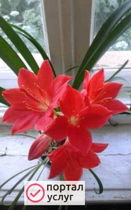 Фото Уборка