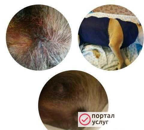 Фото Ветеринарный кабинет