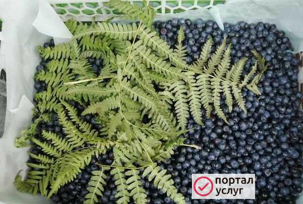 Фото Черника