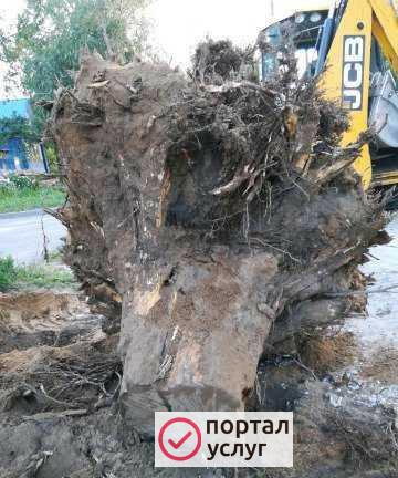 Фото Зимлечист