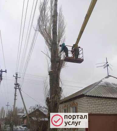 Фото Спил деревьев