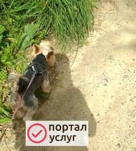 Фото Выгул собак