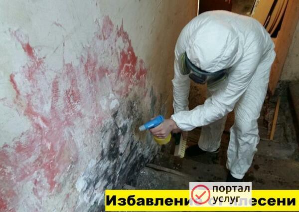 Фото Избавление от плесени. 