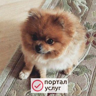 Фото Вязка