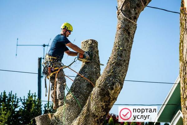 Фото спил деревьев