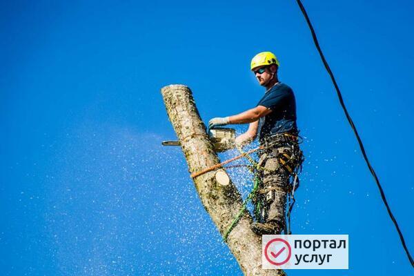 Фото спил деревьев
